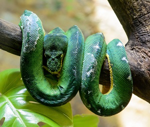 An emerald tree boa wrapped around a branch