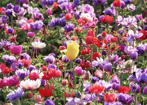 yellow-tulip-with-flowers
