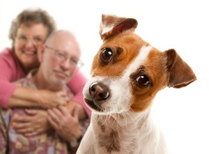 Why do dogs and cats hate each other? Why do they not get along?