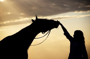 horse sniffing hand of woman