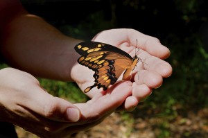 A giant swallowtail butterfly in a man's hands.