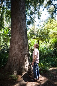 man looking up at tall tree