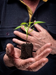 old man holding small plant