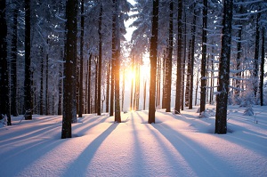 wintry forest landscape