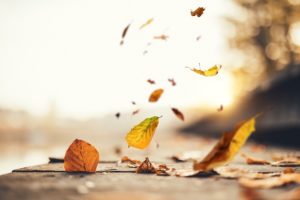 Autumn leaves falling onto a dock by a lake.