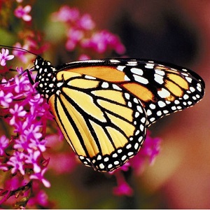 butterfly with flowers