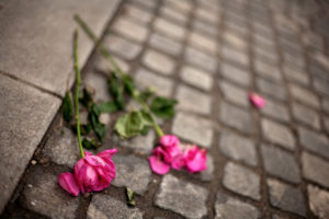 Two dying magenta roses lie in the street, leaves and petals falling off 