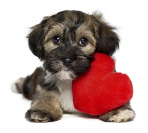  Valentine Havanese puppy dog