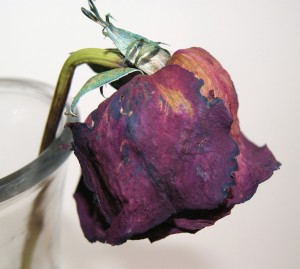 Wilting rose