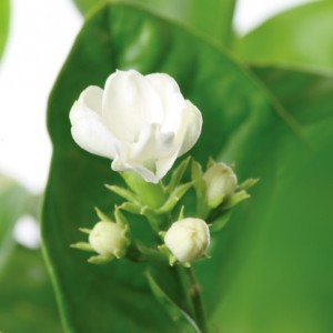 white flower on leaf