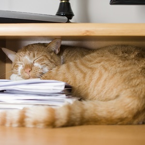 cat-sleeping-on-stacks-of-paper