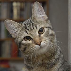 Cat head tilted and bookshelves