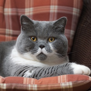 British Shorthair Cat on the Chair