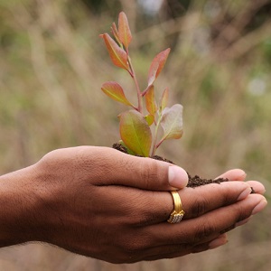 Plant in palm of hand