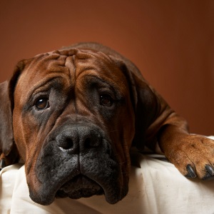 anxious dog laying down