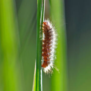 caterpillar