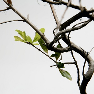 Still-life of tree branches, studio shot.