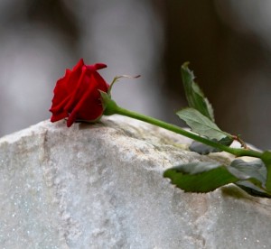 Red rose on gravestone in cemetery