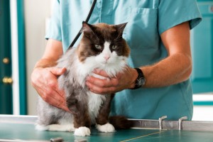 A cat on a veterinarian table