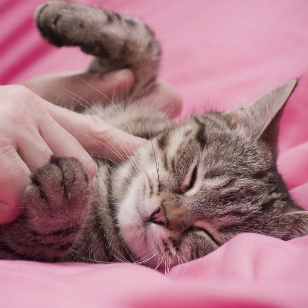 cat being petted