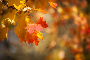 Autumnal leaves. Red and yellow maple foliage against forest