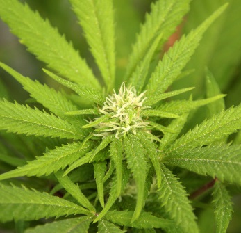 A flowering cannabis plant
