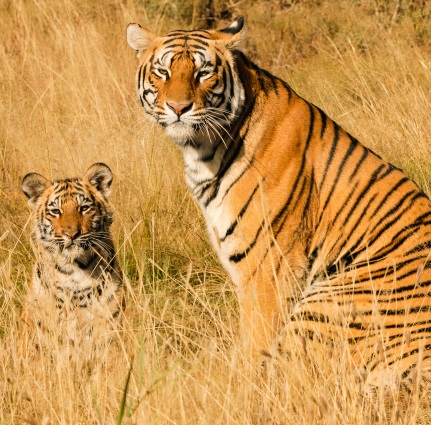 A tiger mom with her cub