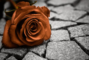 Single rose on granite--Sepia toned photo