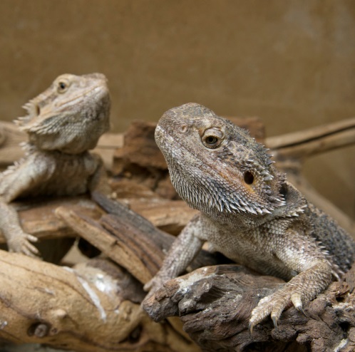 two bearded lizards