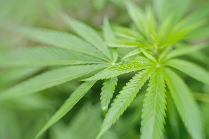 Cannabis plant