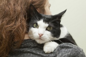 A kitten peers over a young woman's shoulder
