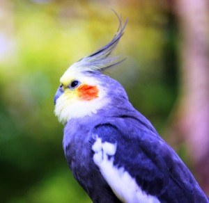 Profile of Cockatiel
