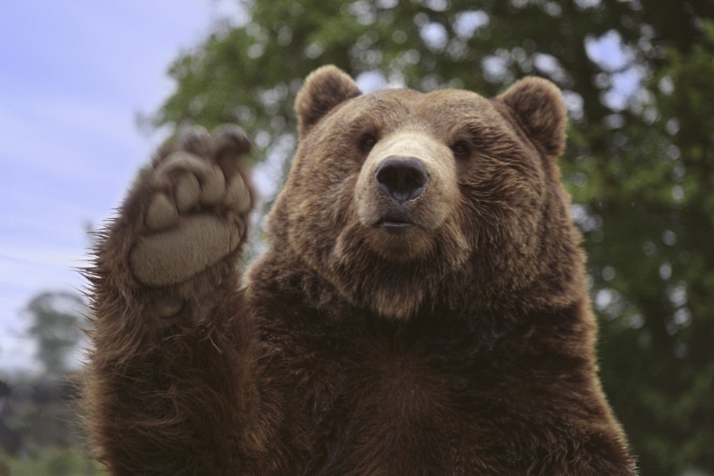 Brown bear 