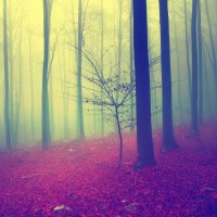 Fantasy color season forest