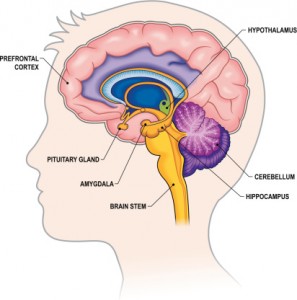 Brain Cross-section with labels