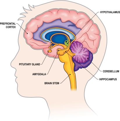 Goodtherapy Limbic System