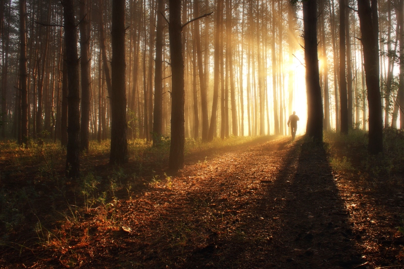 Dawn in the forest
