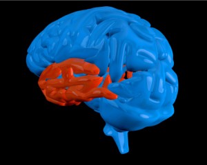 Blue brain with highlighted temporal lobe