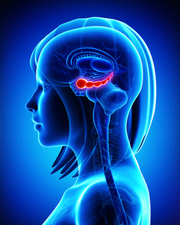 Digital image of the hippocampus in the brain