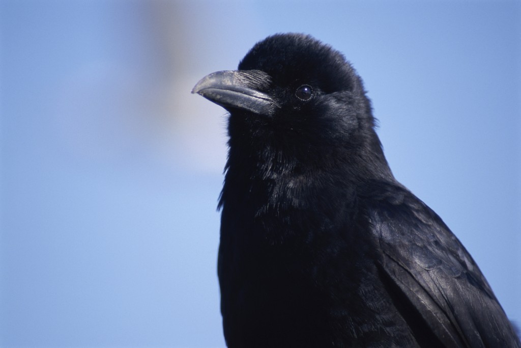 Close-up of a crow