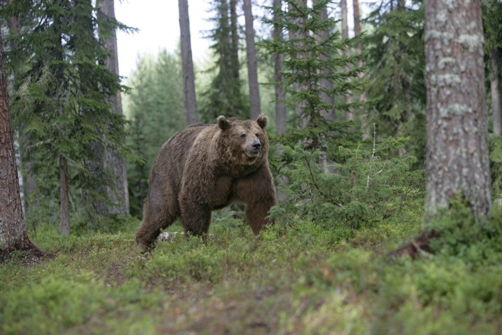Brown bearin the woods