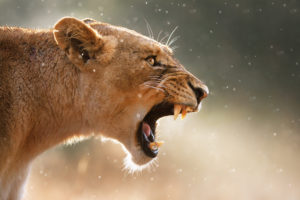 Lioness displaing dangerous teeth