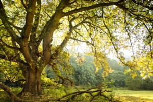 Oak tree and meadow