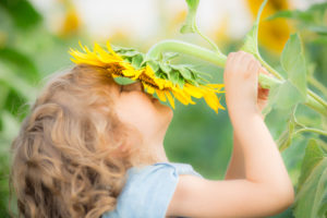 Happy child with short curly hair holds sunflower to face in field