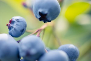 Close-up of a blueberry bush
