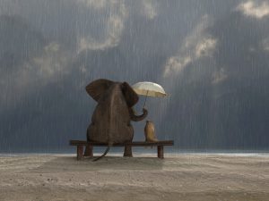 Elephant holds umbrella over dog with trunk