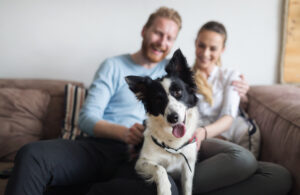 Dog and cat owners! Found: Leggings pet hair won't stick to