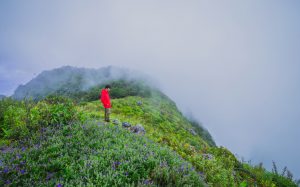 standing in a field of flowers with mist