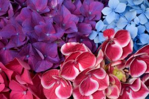 pink, blue, purple hydrangea flowers