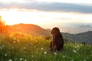 Bernese Mountain Dog in a meadow at sunset mountains in the background.